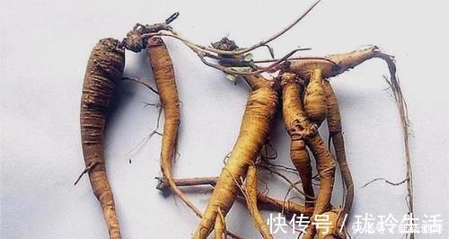 生肌藤|根茎酷似人参，人称“吸脓草”，拔脓效果极佳，炖汤喝身体棒