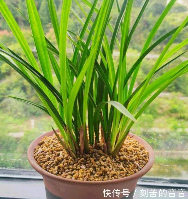 兰花真难养啊,十根九空,哪个环节出问题
