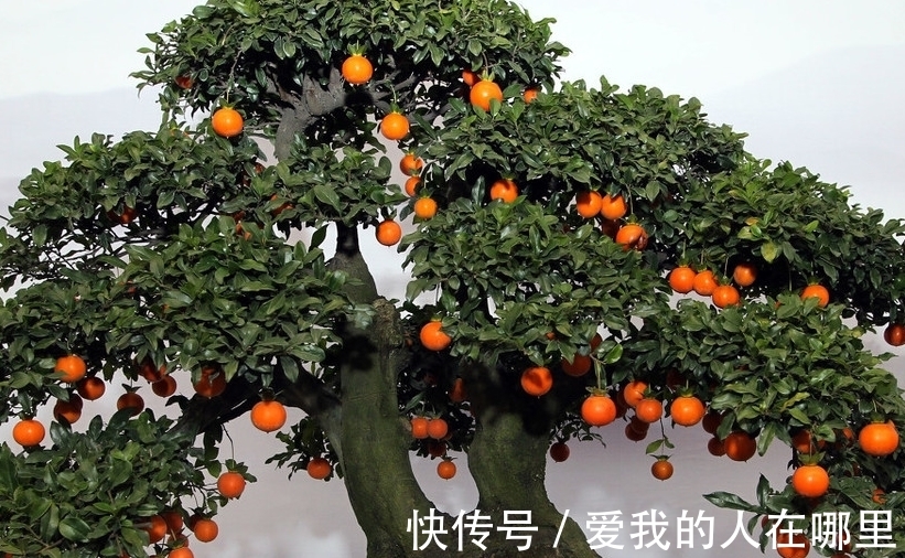 盆友们|最新最全的挂果盆景的栽培与养护技巧,你学会了么