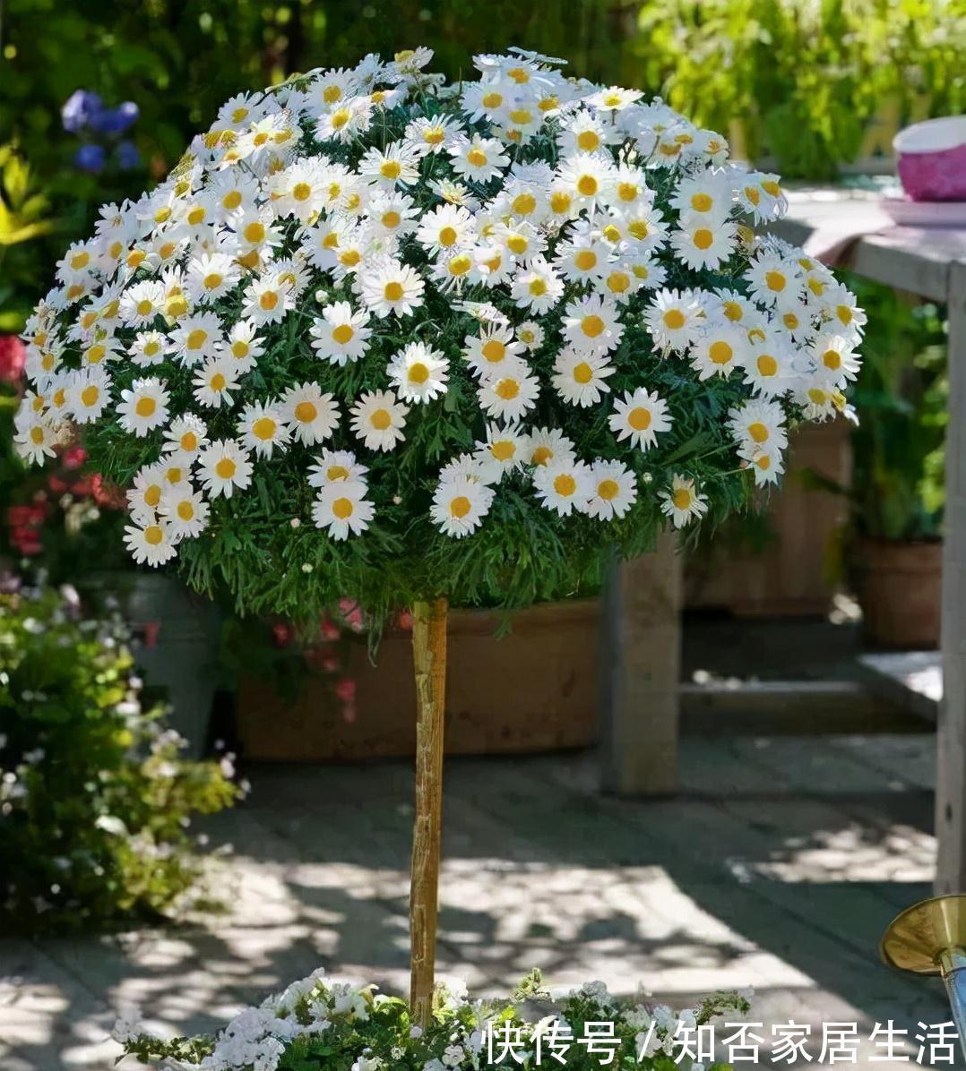 6种“便宜花”，稍加打理养成“棒棒糖”，给多少钱都不卖