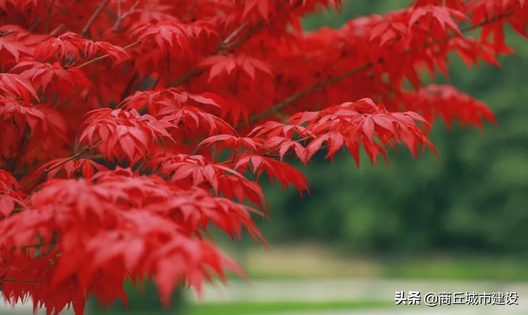 商丘市日月湖景区：春日红枫无限好 赏枫何须待秋时