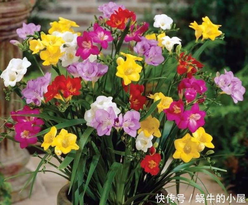 养花就养“它”,比绿萝好养,比兰花更美,花开香气满屋!