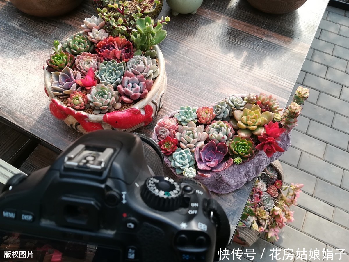 花友们|她把多肉种在篮子里,拎着就出了门,路上行人全多回头看