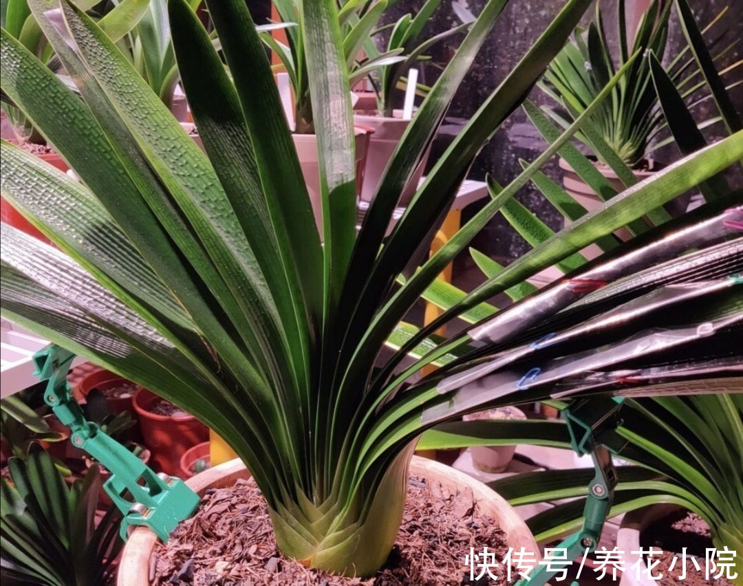 10月就怕多浇水的6种花，盆土长期太潮湿，容易出现烂根黄叶