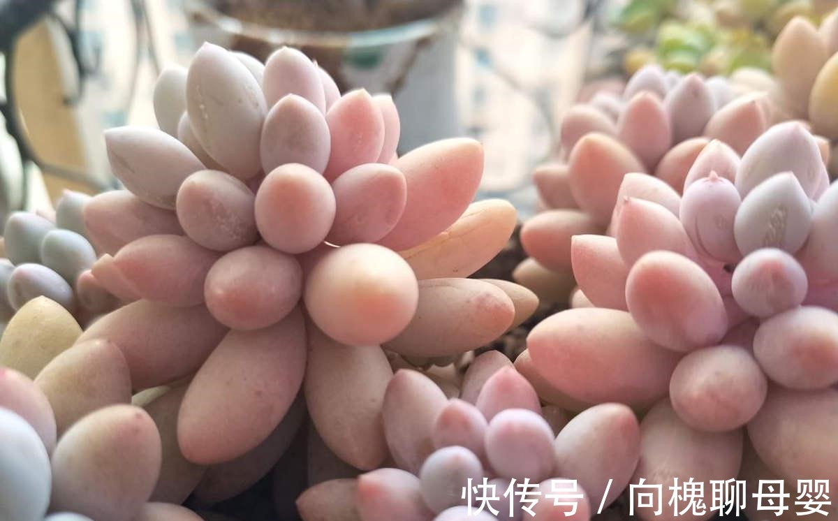 花花|最难养的9种多肉,生病了难“医治”,新手轻易别碰