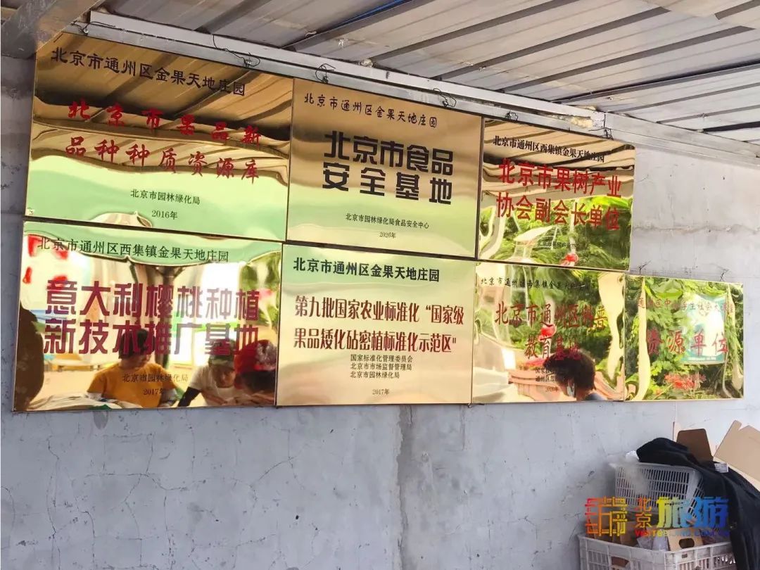采摘|在北京浪漫开直升机摘樱桃，田园花海中无限畅吃，这才是夏日的味道