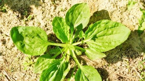  防治|“第四高”高尿酸，如何防治？专家透露：多吃这4种天然食物
