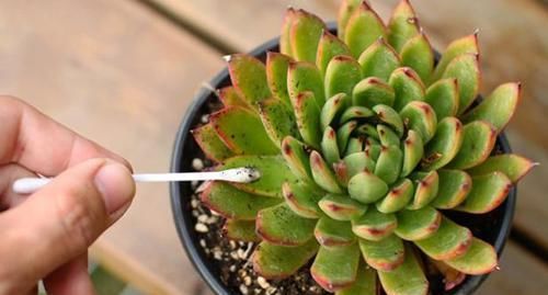 室内养花，频频招惹“蚧壳虫”，该怎么解决？消灭干净？