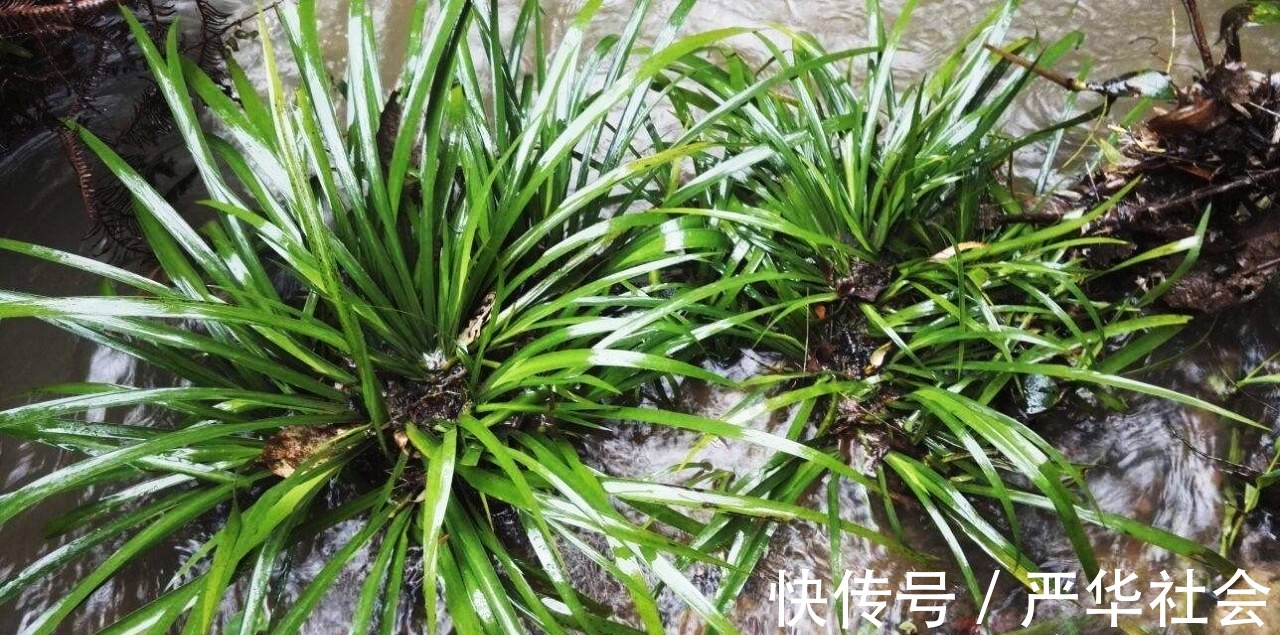 穿骨七|河边一种香草，专门长在石头上，它是有名的“穿骨七”30元一斤