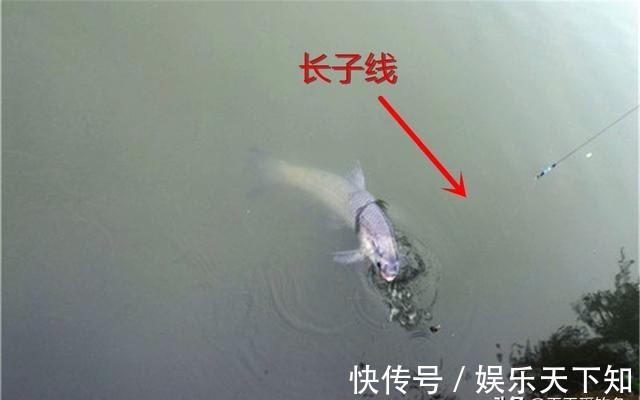 子线的最科学用法：粗细、长短、钩间距，都时刻影响你的中鱼率