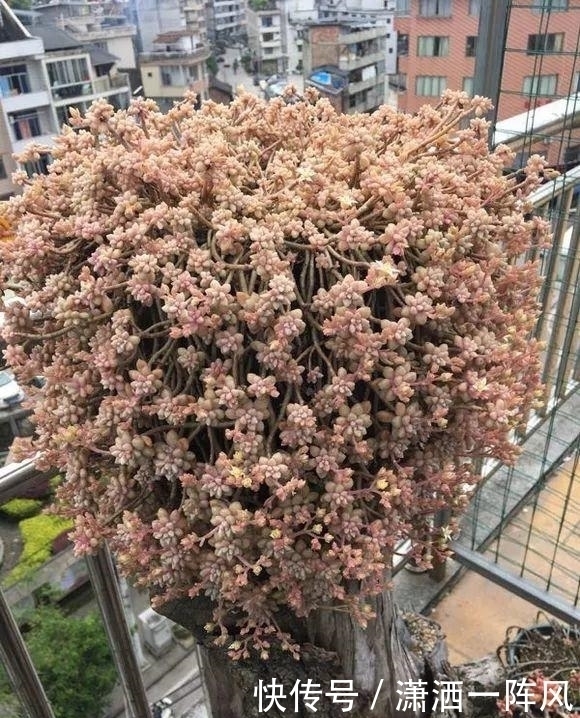 小陈|她把多肉种在阳台,一直长到楼下,天天被邻居投诉!