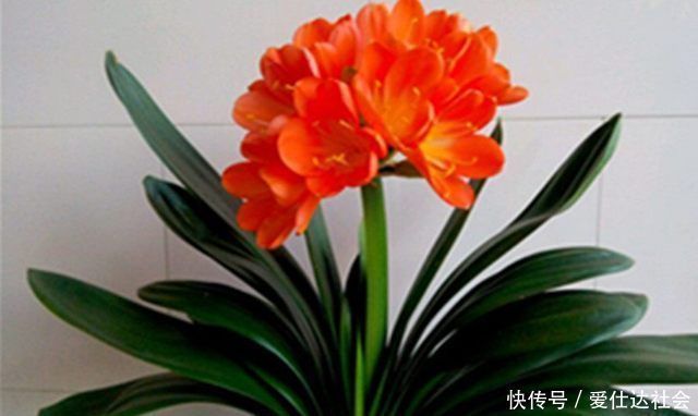 观赏价值|君子兰这样养,叶子不长偏开花又不夹剪,还可促进叶绿花艳