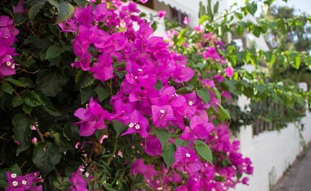 三角梅叶子“展不开”、开花少学会这几点，叶子直冒，花开满枝