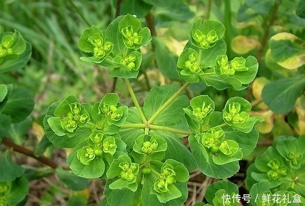 回家|提个醒:见到此野草,一定要拔回家,好处不请自来,作用非常大