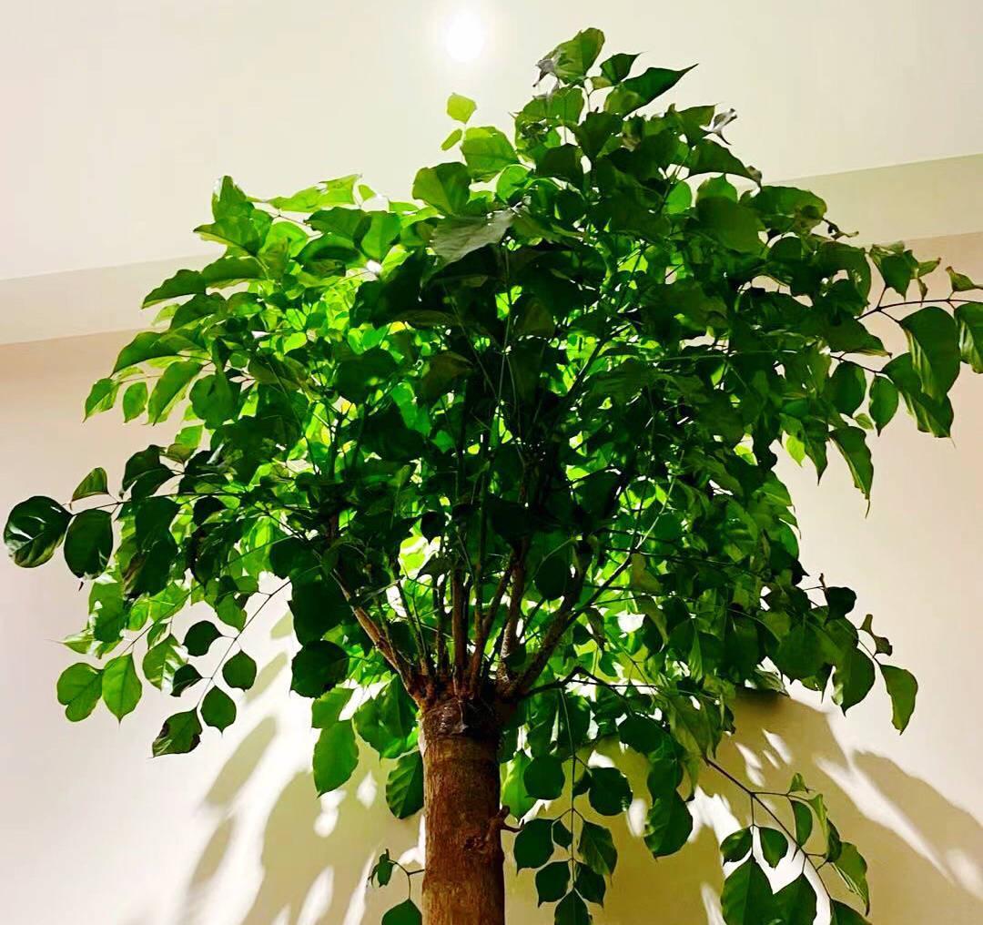 养好幸福树,关键有2点,叶子绿油油枝干壮实开花满枝