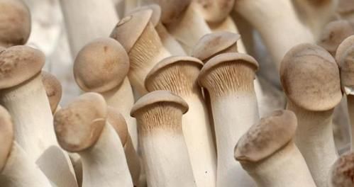 会吃的人才健康，多吃以下的食物，生津清热，润肠排毒，气色更好