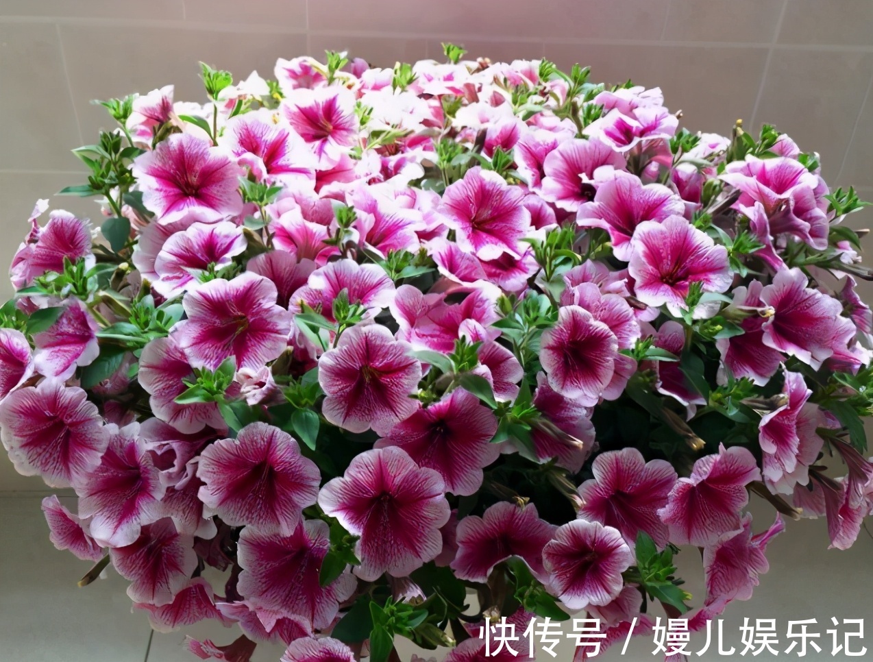 营养土|家庭养花：阳台盆栽此3款，漂亮好活，懒人最爱！