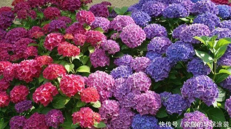 土壤|为什么自己养的绣球花不能开花,看看你有没做对此几点