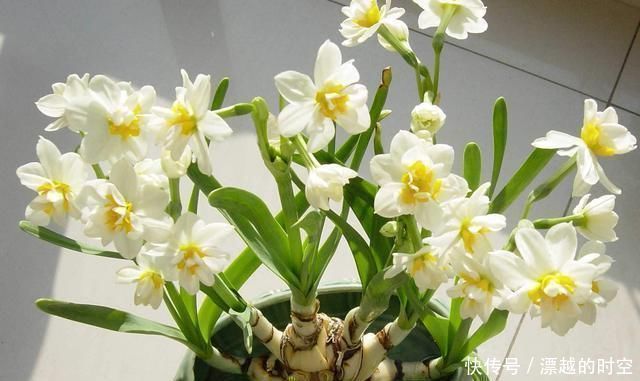 夹竹桃|夏天养花,这“3种”花要远离,个个是“毒花”,再便宜也别买