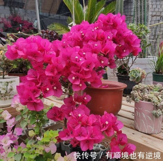 养三角梅如果不懂“扣水”,它就几乎不开花,养花高手都这样操作