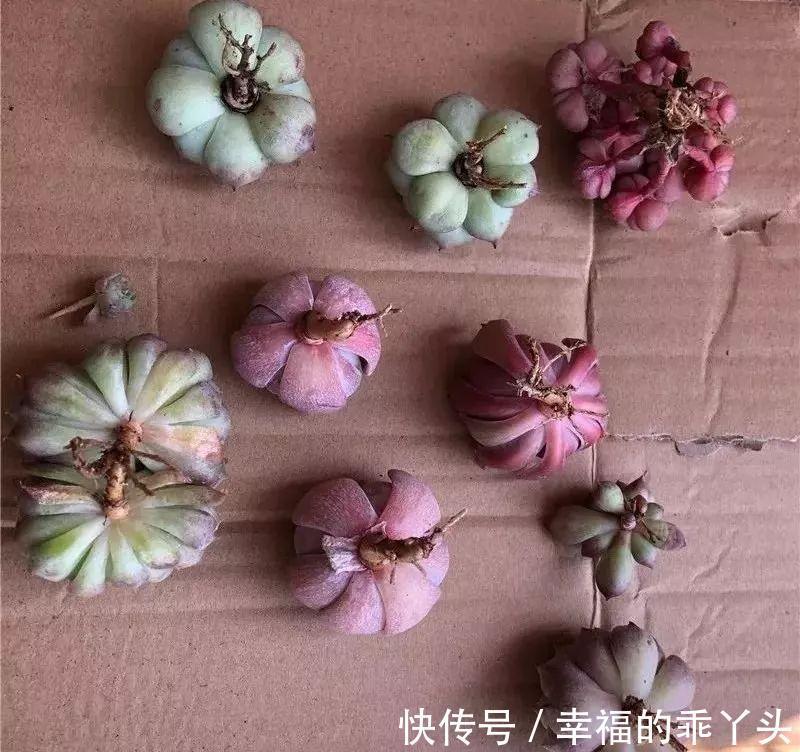 难怪刚入手的多肉会死,换盆时注意这4点,多肉一栽就活