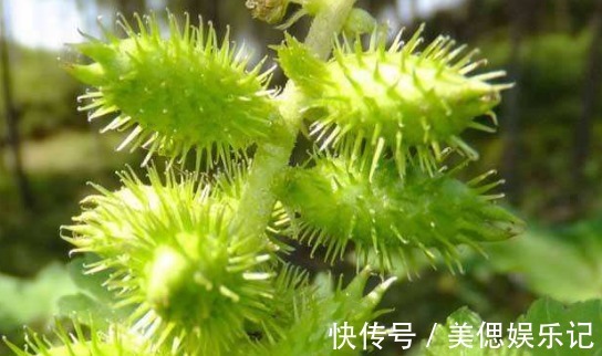 农民朋友|乡下一种不起眼的“苍耳”成了香饽饽,还有人不知道,早知早受益