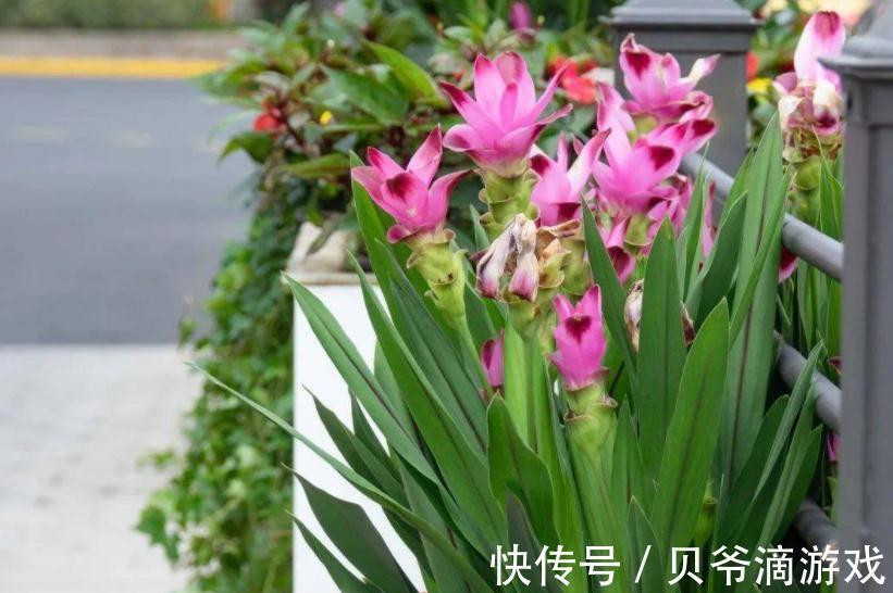 王爷爷喜欢的1种姜科花卉,看似是姜,实则是花,好活开花美