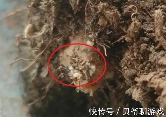 修根|新买的多肉入盆前到底要不要修根,看完你就明白了