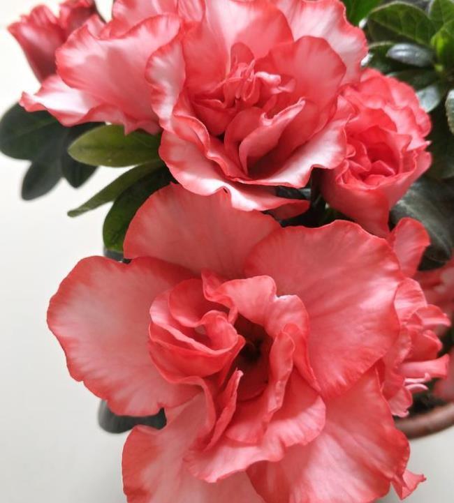 圣诞仙人掌|3种花是花中劳模,一年四季开花不断,开花量大,花开枝繁叶茂