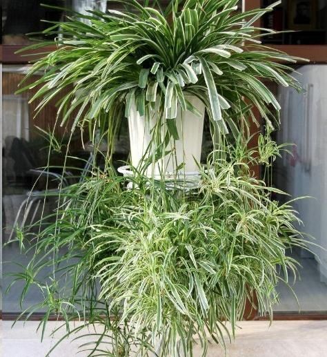 这10种花超级怕冷，再不搬进屋，小心只剩下盆了