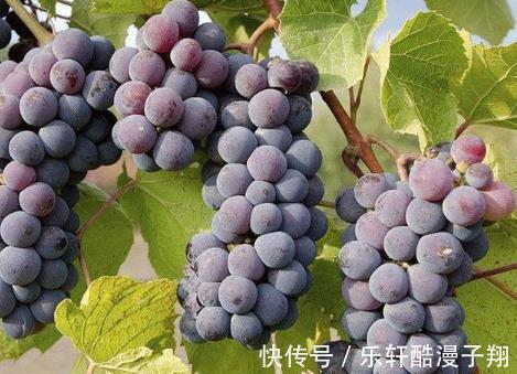 流水|清洗葡萄只用水洗是“外行”，教你正确做法，葡萄皮也可以放心吃