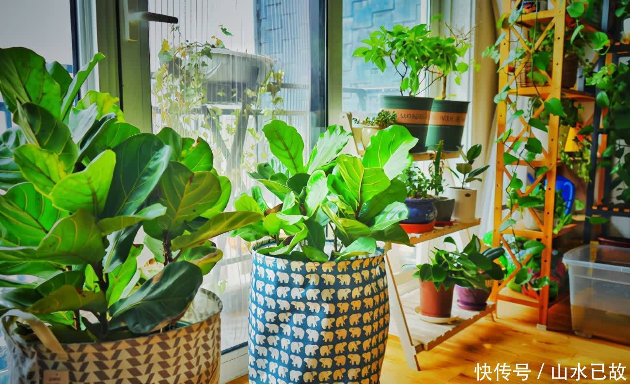 电视柜|家庭养花:室内盆栽别摆太满,不然问题多多