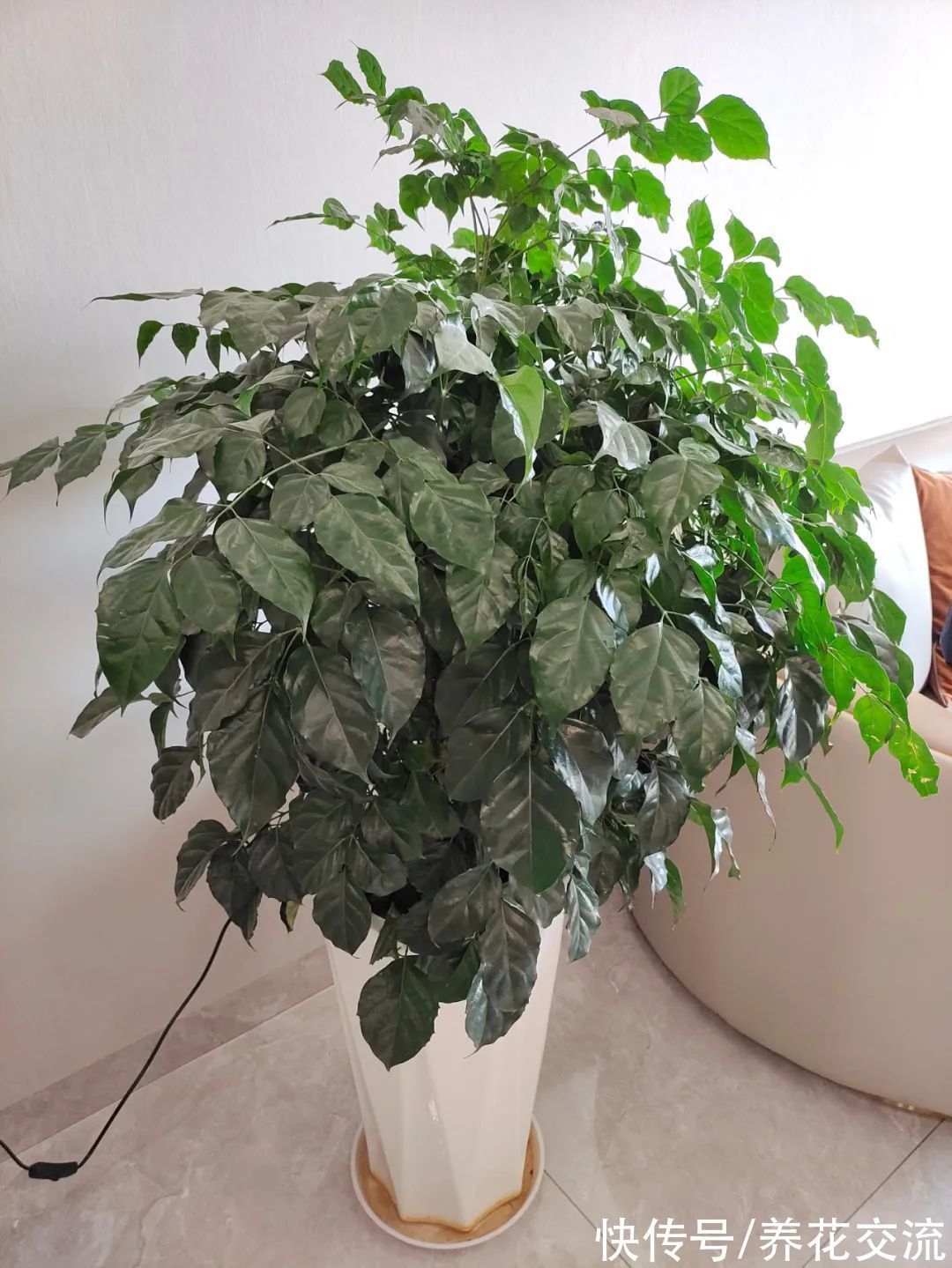 家里的植物不长新叶,僵苗了咋办?掌握这5点,很快就能挽救回来