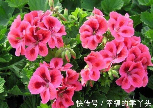 花朵|农历十一月大雪过后，养什么花？家里养3种花，合家幸福随地有财