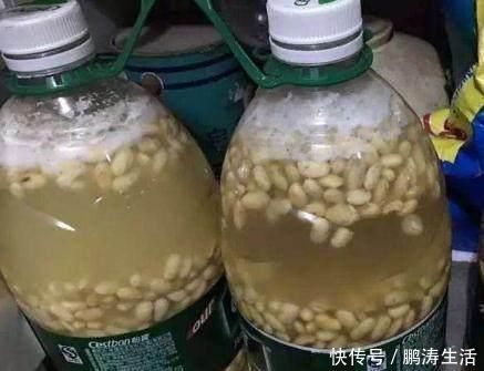 吊兰|养君子兰、吊兰，就要自制营养土！叶子油绿开花快