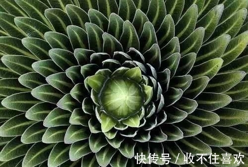 植物|神“造”般的植物奇景,仿佛画作精品,小编已深深着迷!