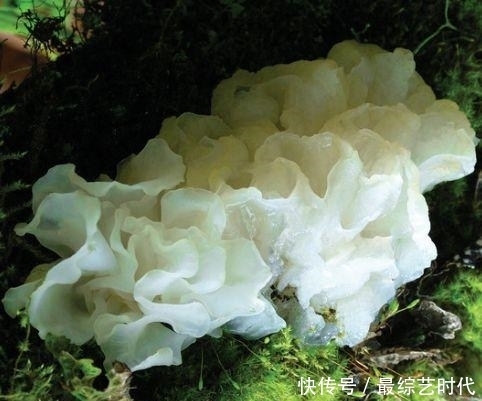 女人|别嫌它丑，却是“天然碱性物”，女人吃一点，保养皮肤更细腻