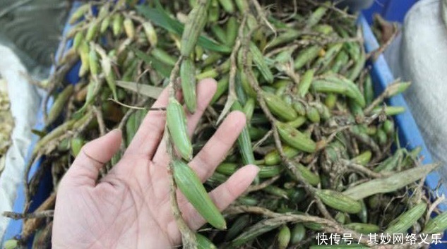 农村|农村山上一种植物,村民感冒就找它,还有多种药效,一斤卖35元