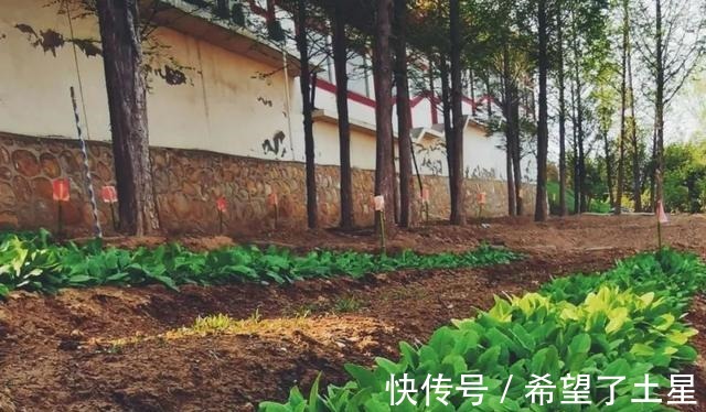 宝莲寺|千年古寺里一家藏满“猫”的素面馆，感受不一样的宁静与淡泊！