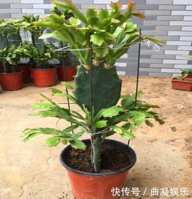 蟹爪兰|仙人掌嫁接蟹爪兰，一根牙签就搞定，新手也能行，花开爆满枝