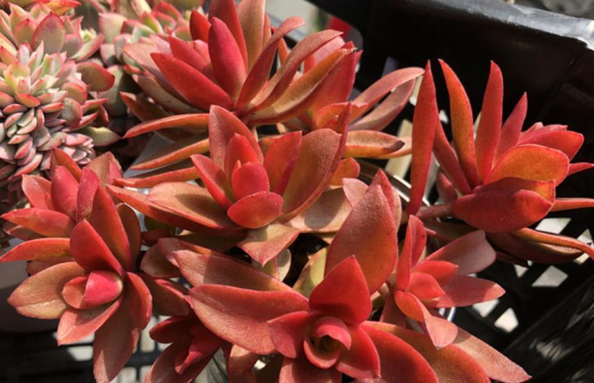 秋冬养多肉火祭，及时打开4个“小开关”，叶片红艳真喜庆
