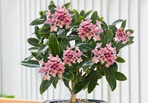 茉莉花|养花就养这几款,全年开花不停,漂亮又好养,花开时浓香四溢