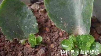 新手大岩桐、长寿花、虎皮兰、芦荟,一片叶子培育成一盆栽