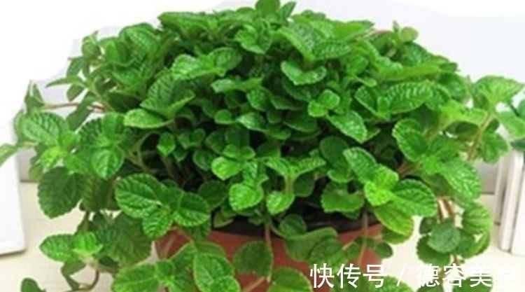 龙骨|最适合新手养的4种花，镇宅又旺财，家里更清新，养在客厅上档次