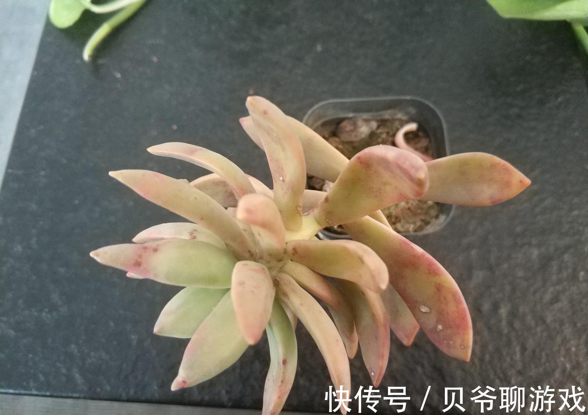 3种“颜值高”的多肉,却“让人欢喜让人优”,别把它们当宝