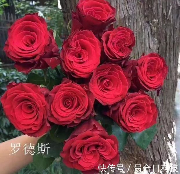 喜欢菊花,不如养盆“精品玫瑰”罗德斯,立体美感,女神最爱