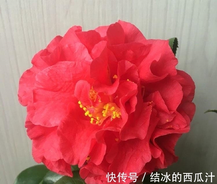 克瑞墨|这款茶花比牡丹美，比香水好闻，零下15度冻不死，花期长达半年