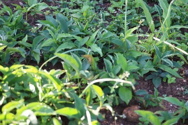 野草|这野草玉米地里成片长,一斤能卖到70元,村里老人管它叫“羊眼”