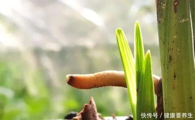 兰花新芽最怕什么兰友就是这四害！