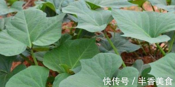 含有|想长寿要会吃,四种食物换着来,营养丰富,美容美颜,早吃早好